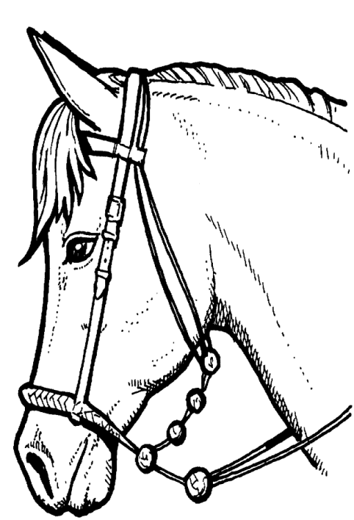 COLOREA TUS DIBUJOS Rostro de caballo para colorear COLOREA TUS DIBUJOS Rostro de caballo para colorear
