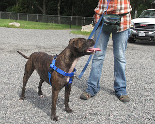 Canine Behavior Counseling, Portland, Maine: Walking Harness
