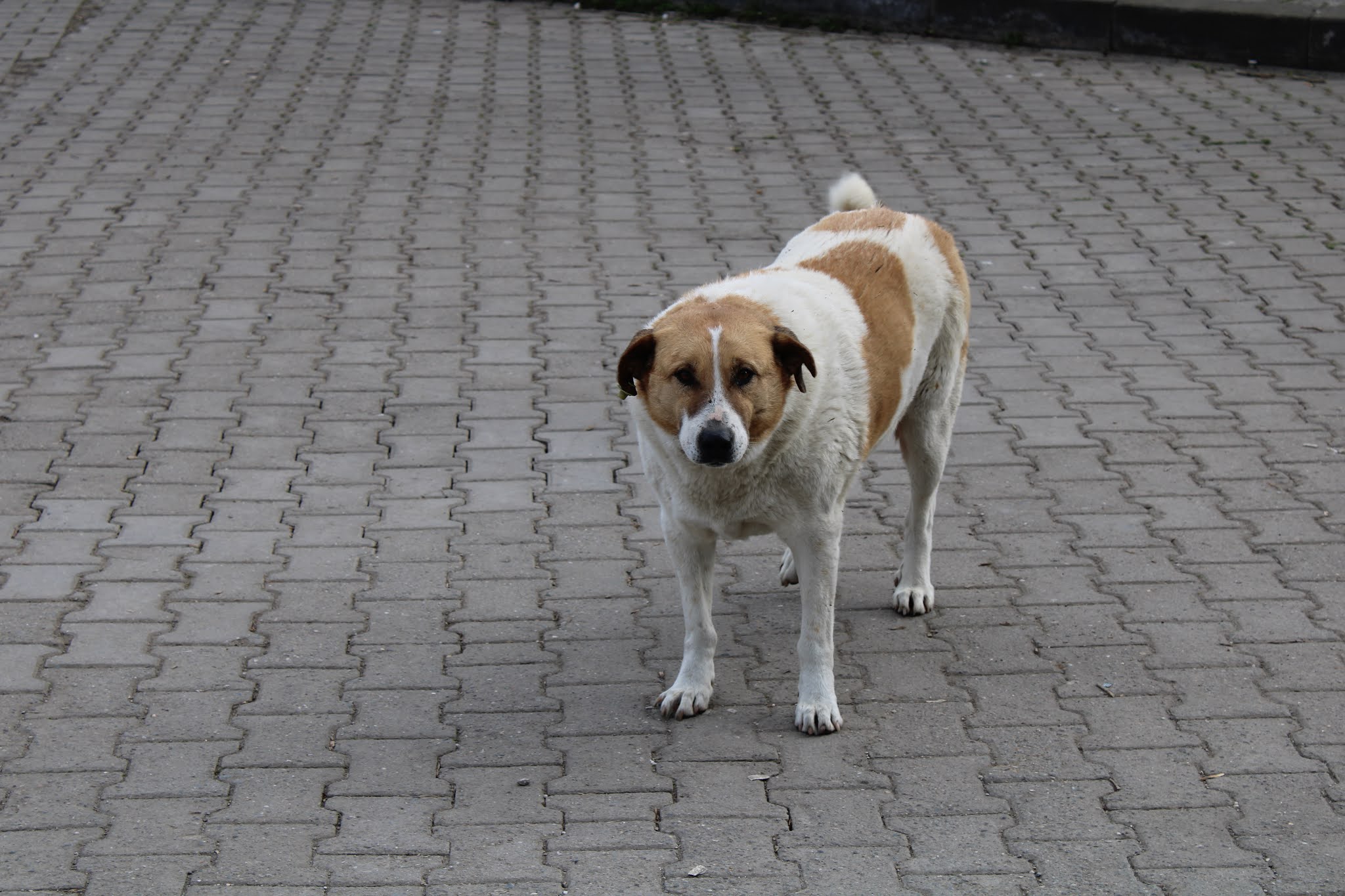 Sokak Köpekleri Hayat40tansonra