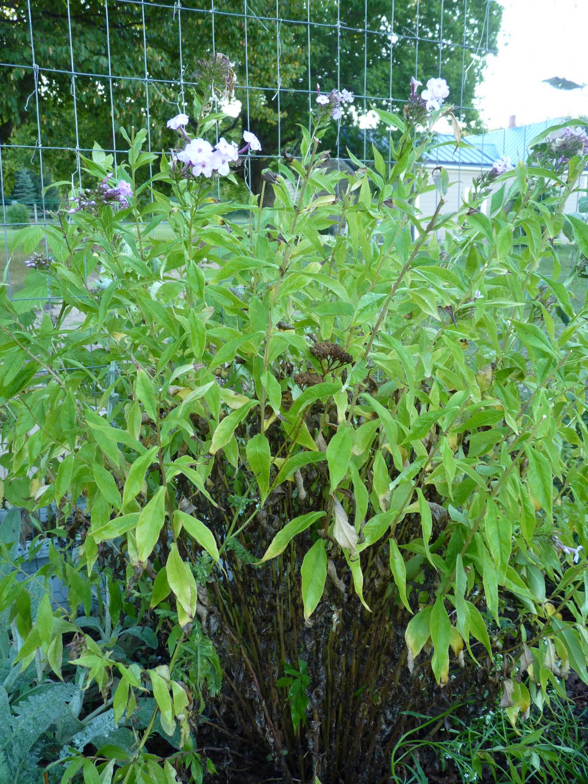 Sue's Garden Journal: 2011