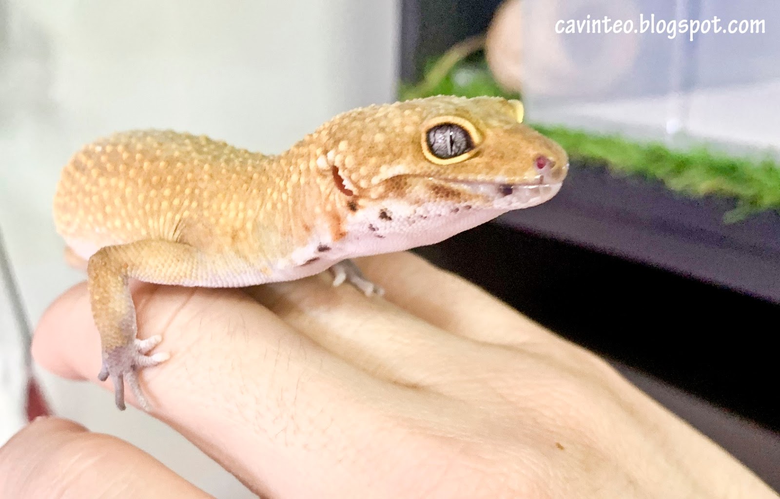 bearded-dragon-eating-insects bearded-dragon-eating-insects