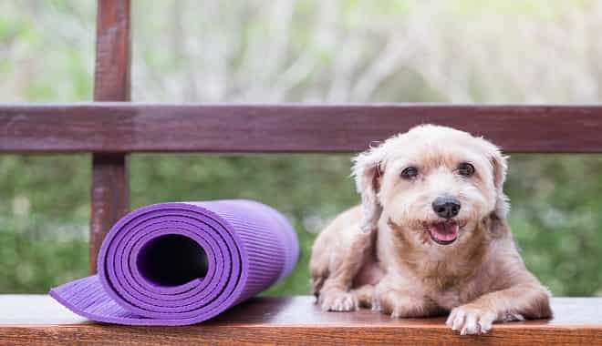 1 Powerful Exercise Hack Every Dog Must Try