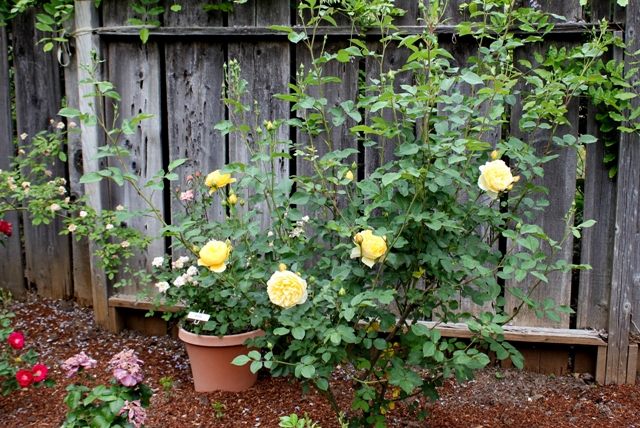 My Cozy Corner: A Day in the Rose Garden Tour