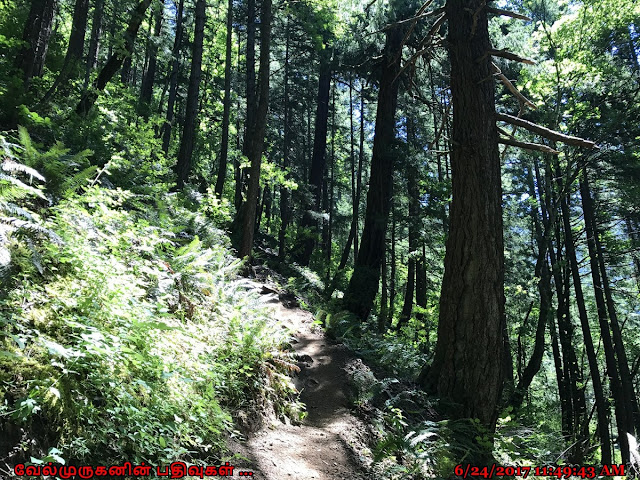 Munra Point Trail Oregon