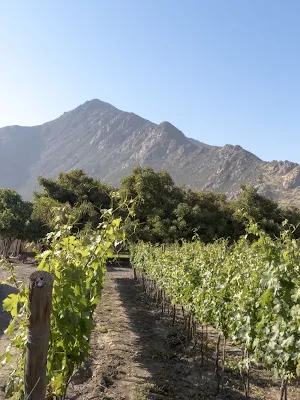 Day trips from Santiago Chile: Aconcagua Valley wineries