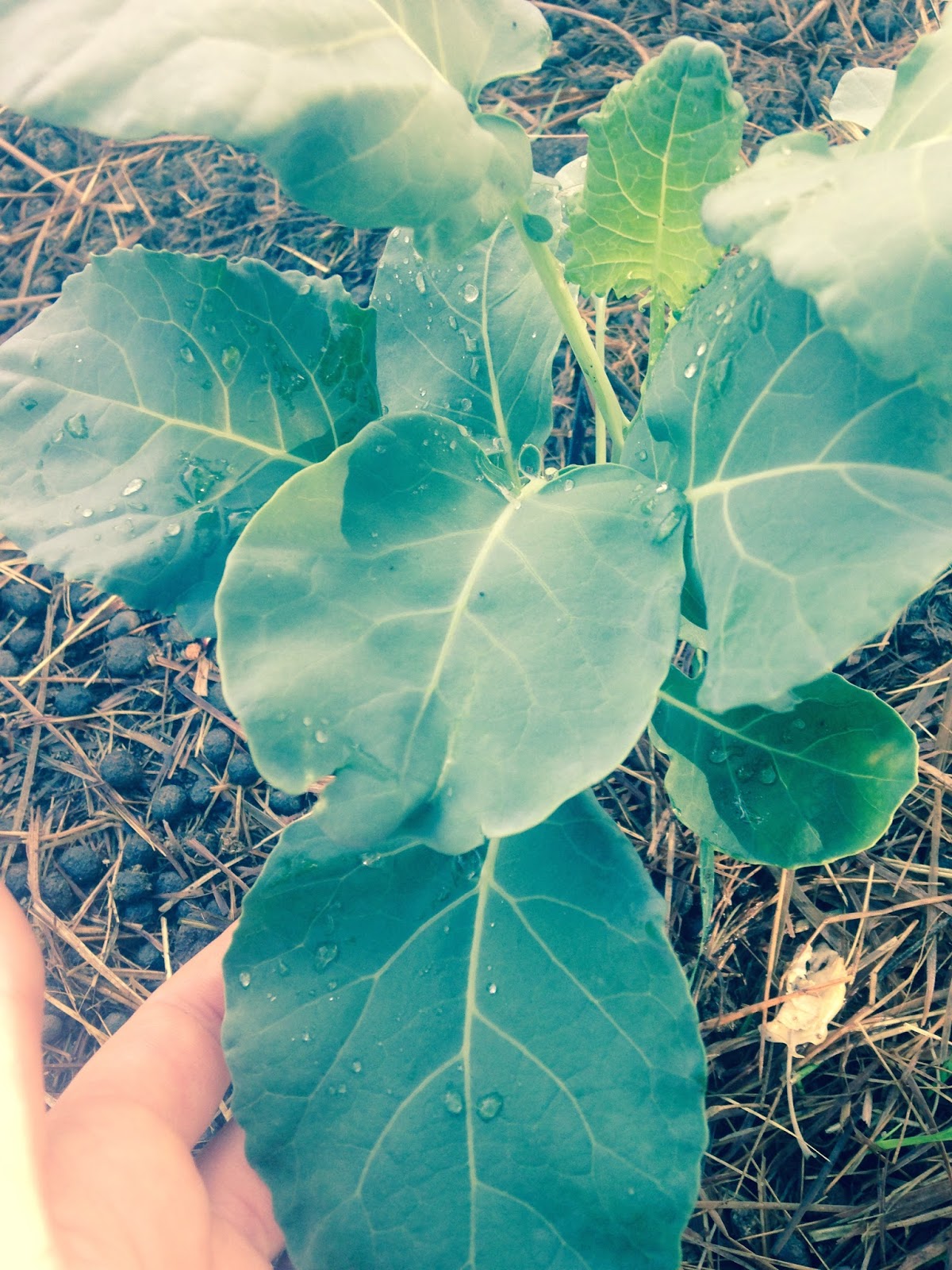 The High Desert Homestead ORGANIC PEST CONTROL. RIGHT FROM YOUR KITCHEN.