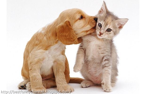 Puppy kiss kitten.