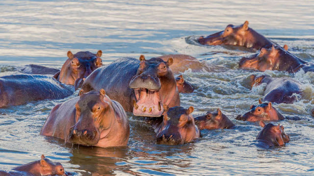 Бегемоты Hippopotamus amphibius