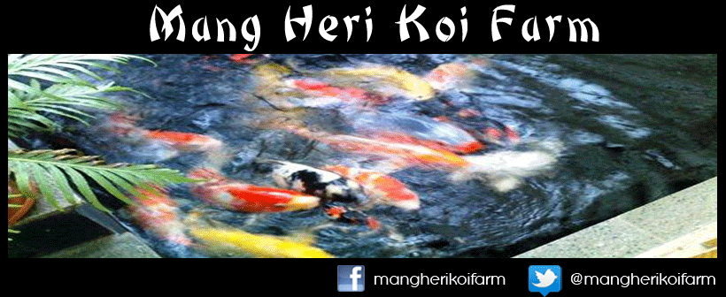 Mang Heri Koi Farm