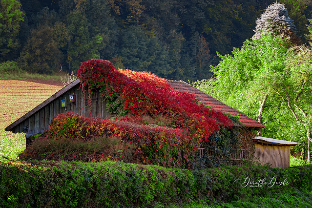 Herbst, autumn, Fotografie, Sauerland, photoart, Dorothe Domke