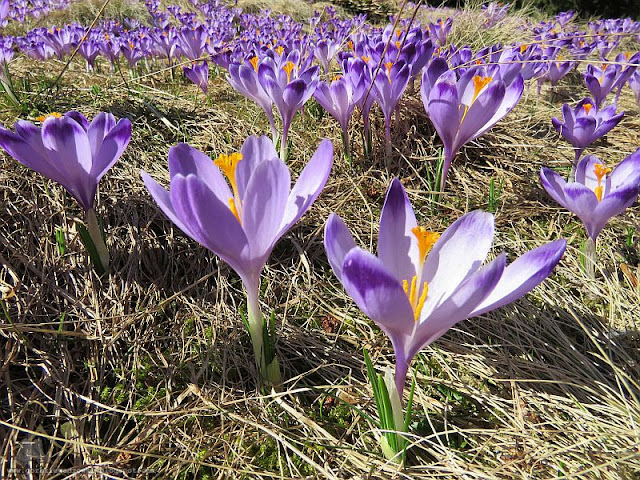 Krokusy na Polanie Chochołowskiej 2017, fot. Dorota i Marek Szala, www.gorskiewedrowki.blogspot.com