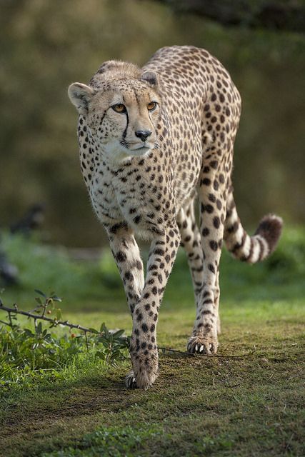 Guepardo (Acinonyx jubatus) Guepardo (Acinonyx jubatus)