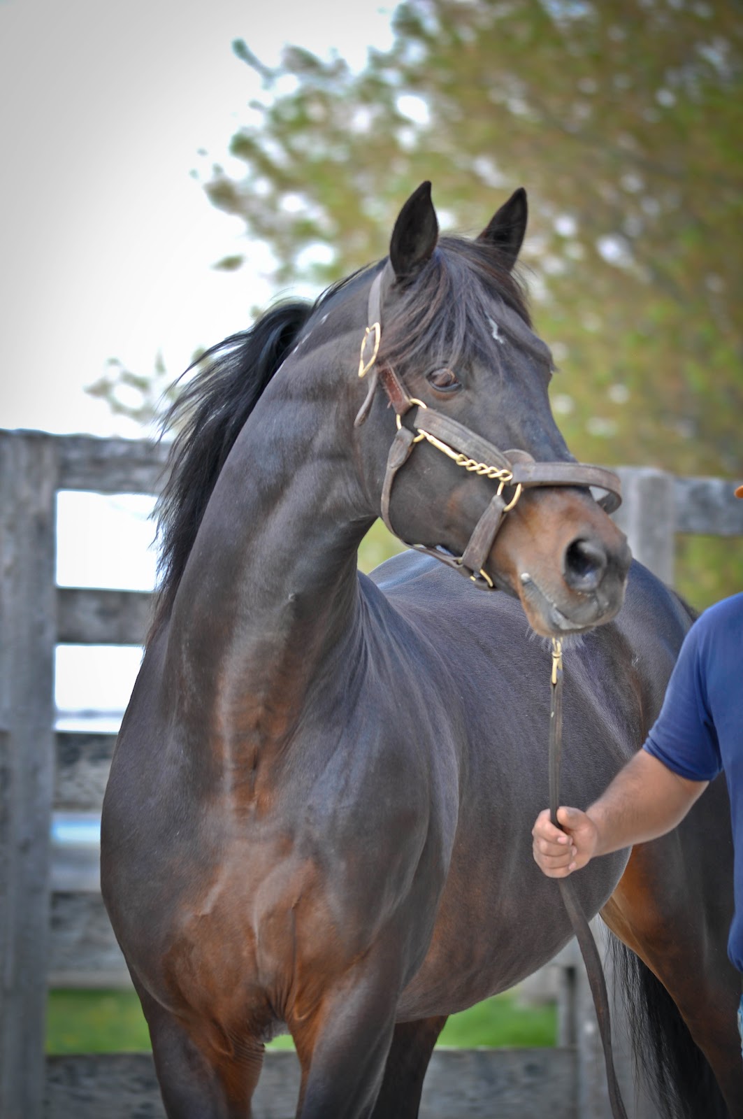 . Sarafina Photography Standardbred Horses at Hanover Shoe Farms