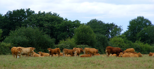 Limousin beef cattle, Indre et Loire, France. Photo by Loire Valley Time Travel.