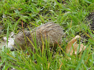 Tenrec ecaudatus - Tangue - Tengue Tenrec ecaudatus - Tangue - Tengue