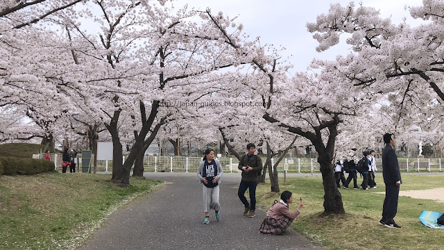 Kaiseizan Park Koriyama Sakura Fukushima