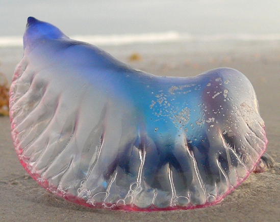 Once You See This Alluring 'Purple Bubble' On The Beach, You Better Swim Away And Stay Out Of The Water Or You Might Get Killed! Once You See This Alluring 'Purple Bubble' On The Beach, You Better Swim Away And Stay Out Of The Water Or You Might Get Killed!
