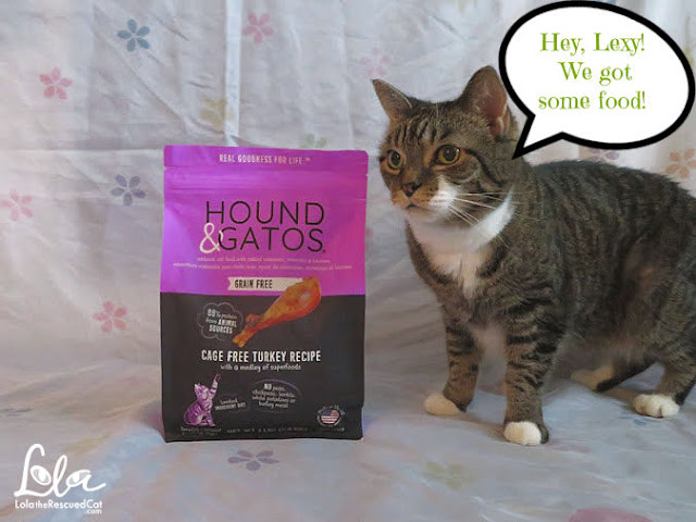 Hounds & Gatos pet food