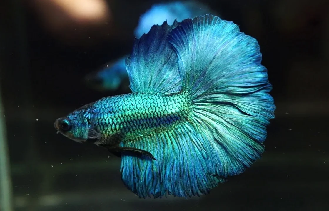 Ikan Cupang Turquoise Betta - Ikanhiasku.net