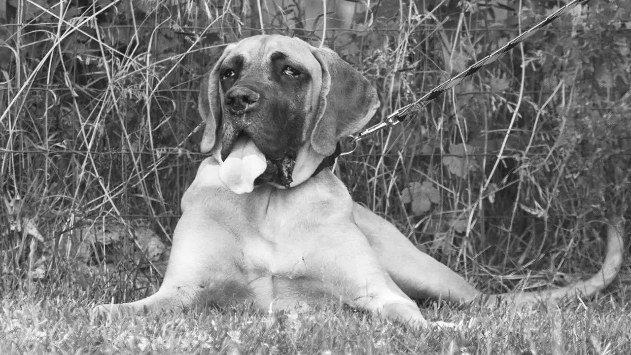 Dogue allemand Dogue allemand