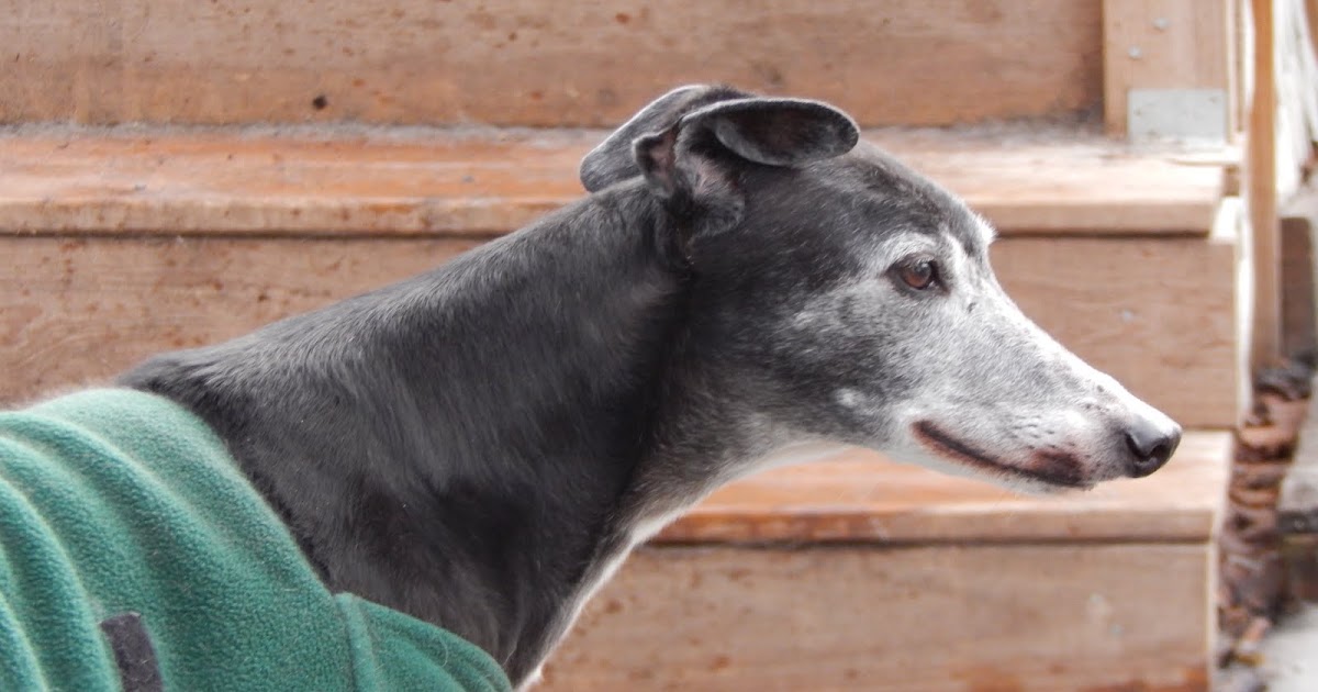 Big Ears Kennel Journey's Final Race