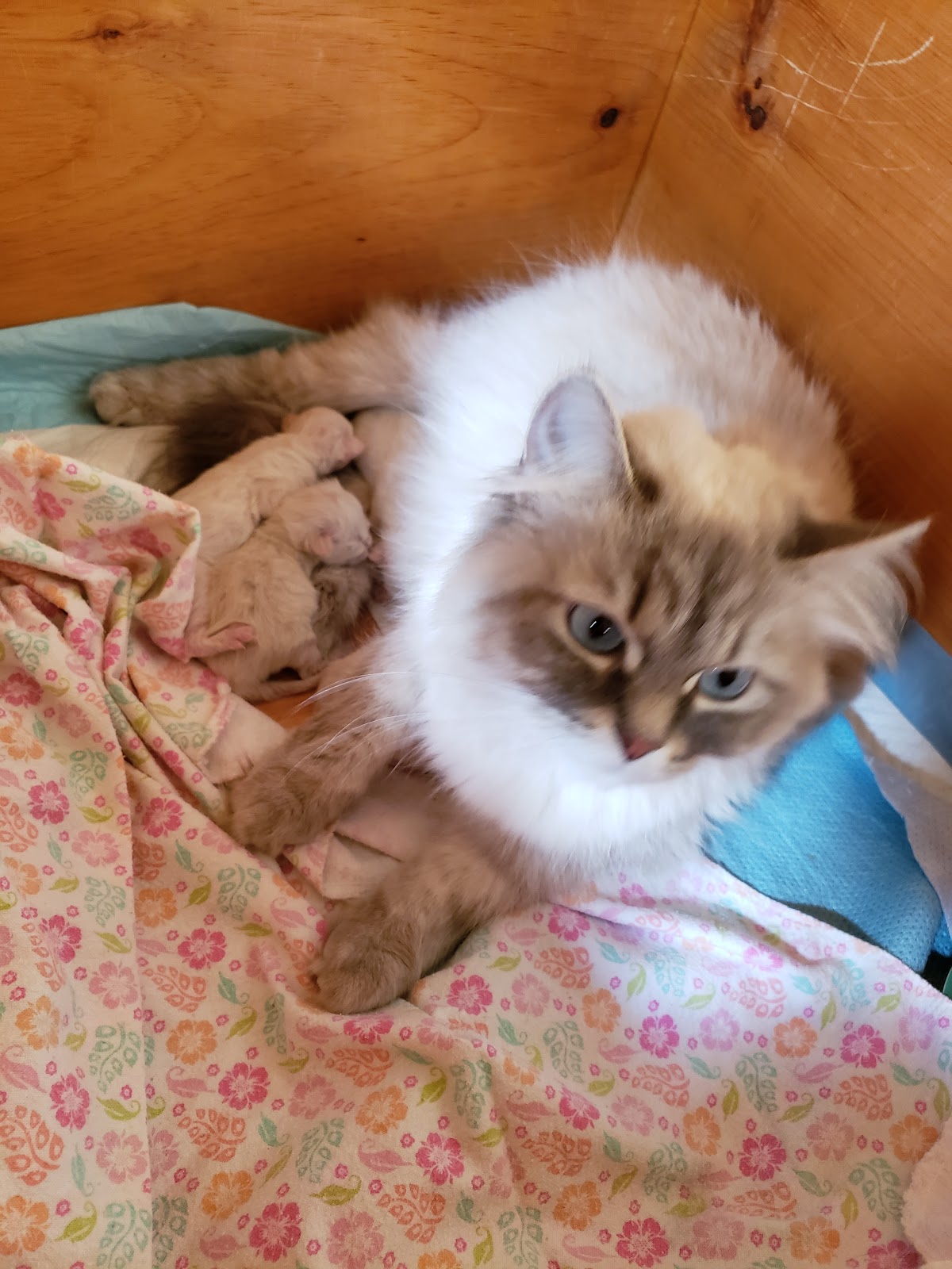 Cherished Siberians Siberian Cat Breeder from Unionville, Virginia