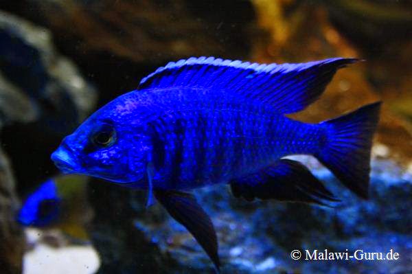 TROPICAL FISH CARE LINKS: