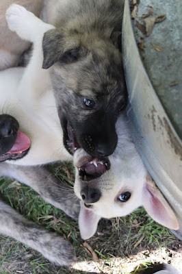 Two puppies playing with a gentle play bite