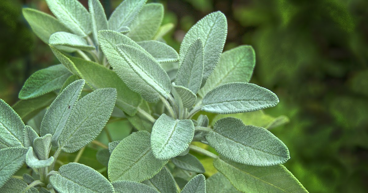 Three Benefits Of The Herb Sage WhaTooCook