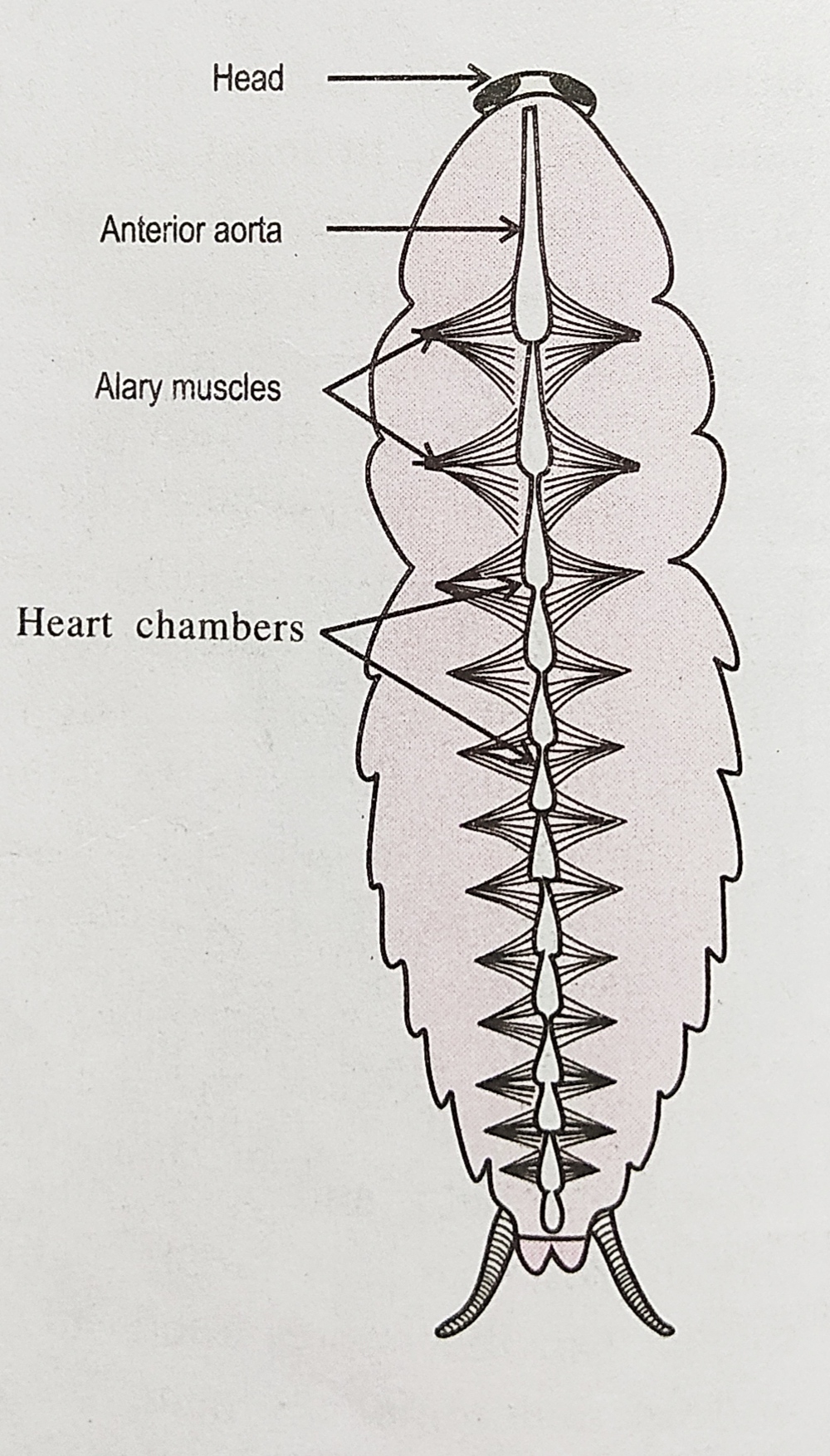 Circulatory System Of Cockroach