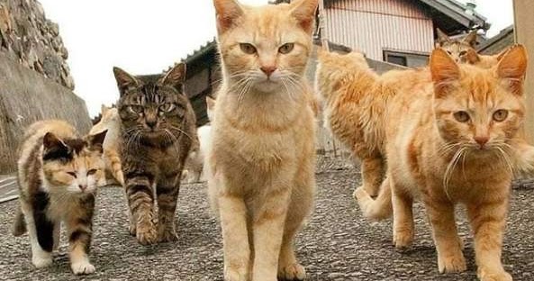 Pesona Kucing Kampung 3835 Info