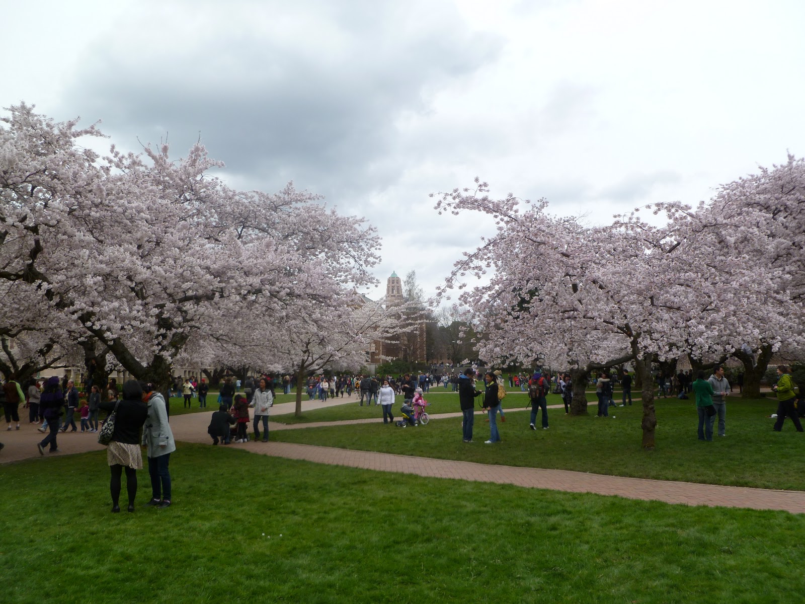 Journeys Far and Wide Cherry Blossoms at the UW Campus