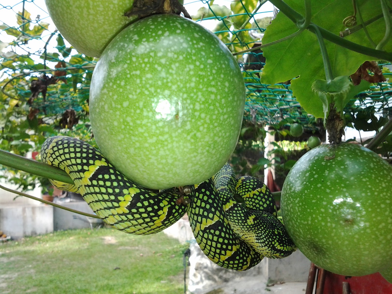 Mini Fruit My farm Passion fruit with Snake