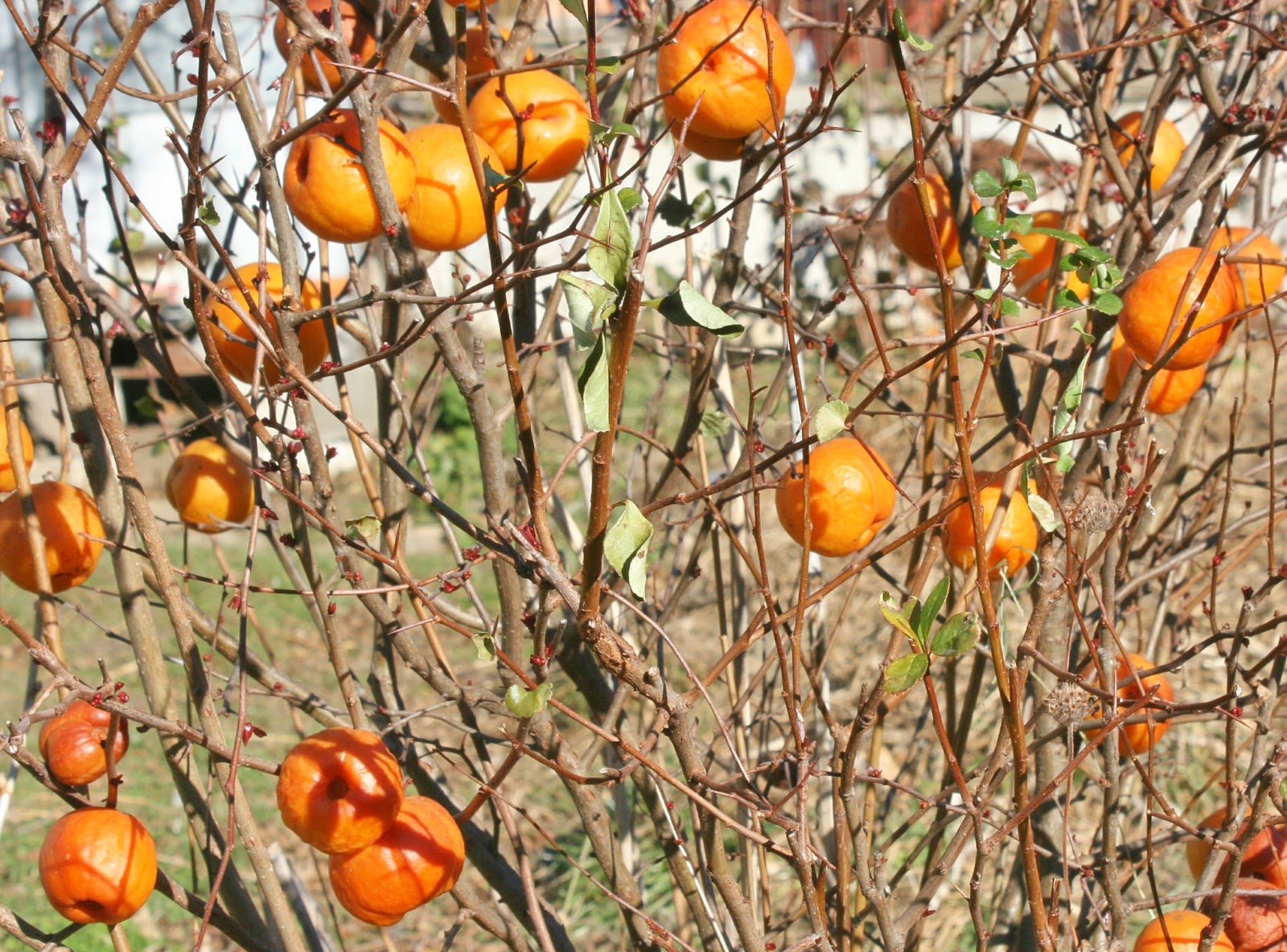 Balkan Ecology Project : The Quincessential Guide to Japanese Quince - Chaenomeles speciosa
