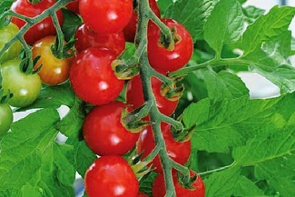 Tomato Nutrition and Its Benefits