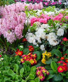 Pink hyacinths white azaleas red primula Allan Gardens Conservatory 2014 Easter Flower Show garden muses-not another Toronto gardening blog