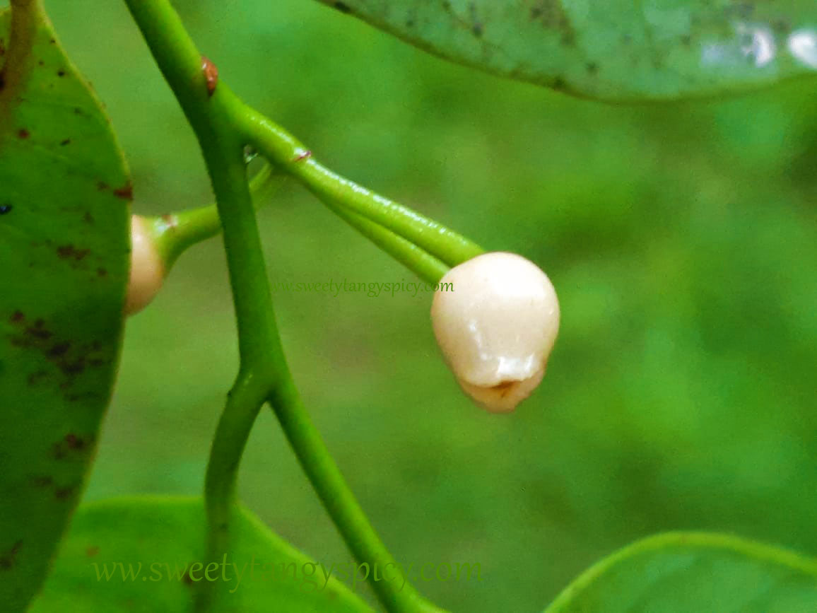 Nutmeg fruit