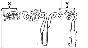 Biologi Gonzaga Try Out Biologi Un 02 2019