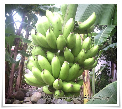 Banana is our plants that grow up fertile in Asia. Perhaps, it causes the climate that is appropriate in Indonesia. From the west till the east, we could find the banana plant and all of them grow up fertile. 