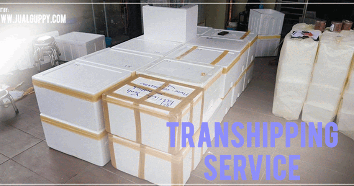 Our Transhipper Partner In Overworld Sale Guppy Fish Indonesia