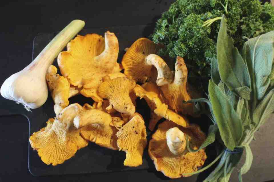Fricassée de Chanterelles