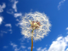 Close-up Dandelion And Blue Sky Wallpaper Close-up Dandelion And Blue Sky Wallpaper