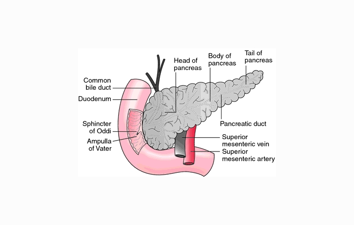 Pancreas : Definition, Structure and Function - Science Shape
