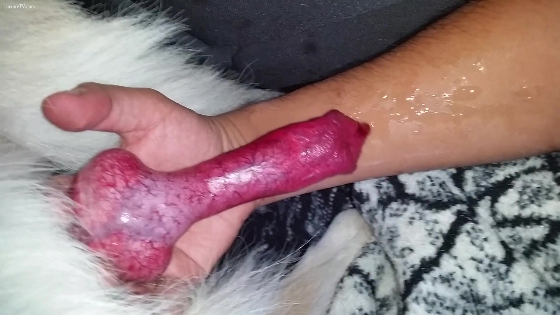 Man gets dick bit off by dog