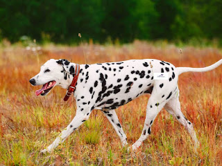 Dalmatian dog breed Temperament