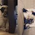 16 Pugs Sleeping In Totally Ridiculous Positions