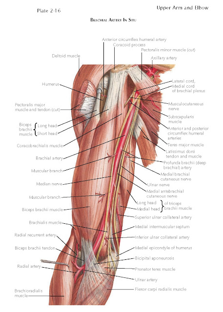 BLOOD SUPPLY OF THE UPPER ARM, Superficial Veins