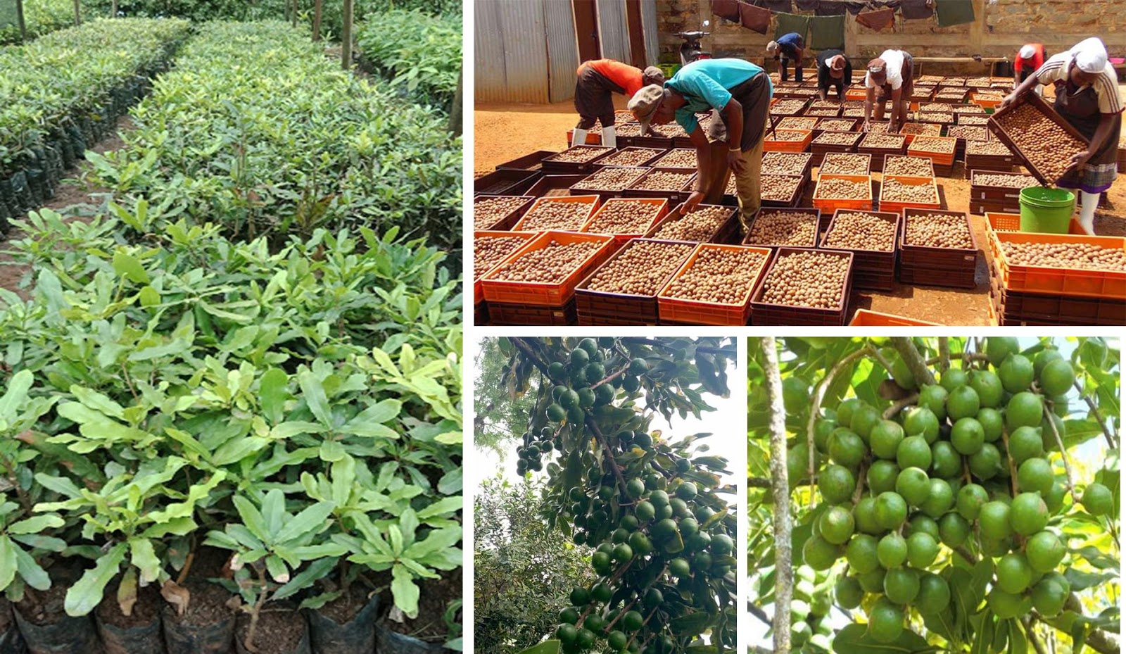Rich Farm Kenya: Profitable Agribusiness Ideas in Fruit Farming ...