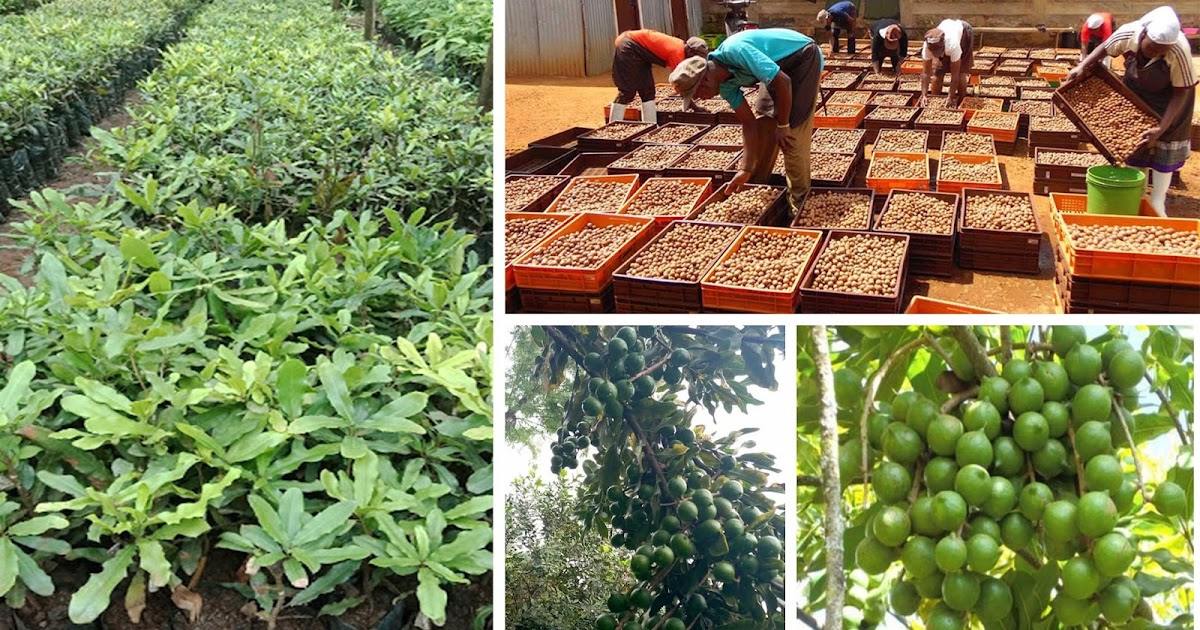 Rich Farm Kenya Profitable Agribusiness Ideas in Fruit Farming