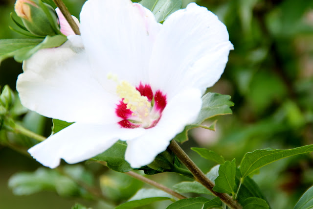 Savvy Southern Style : Rose of Sharon
